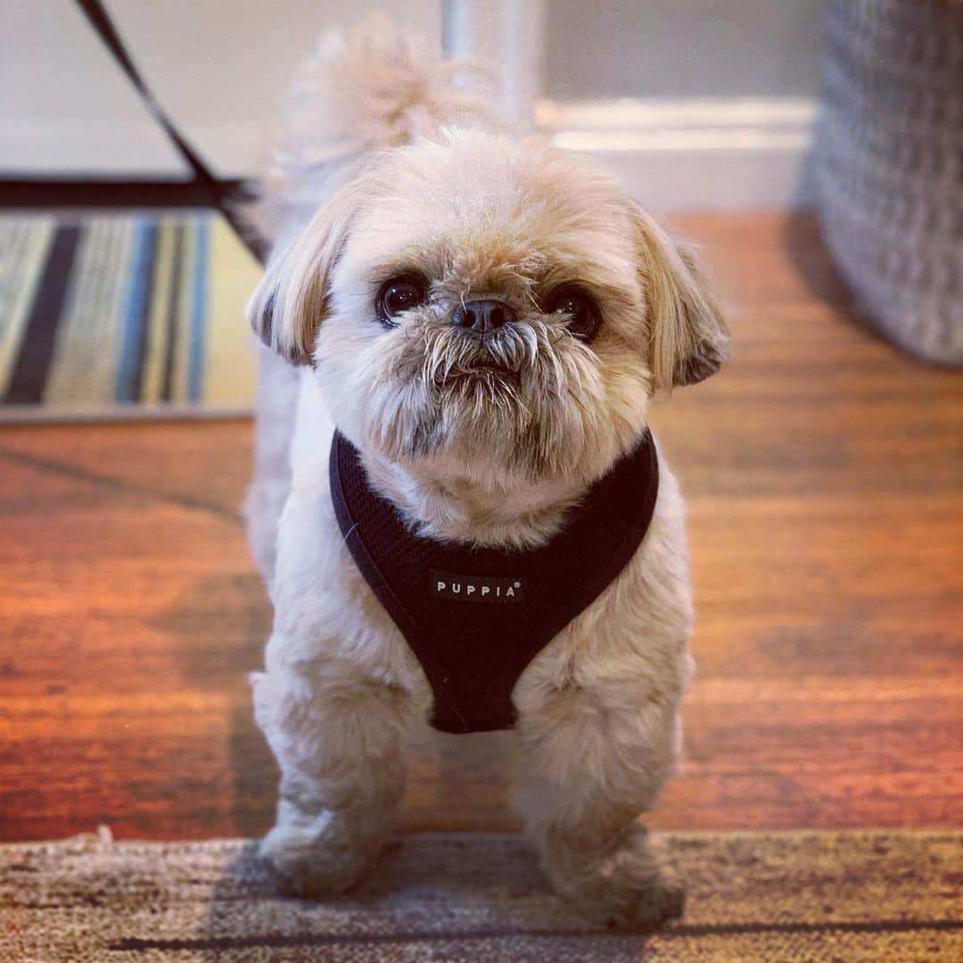Dougie the Shih Tzuさんのインスタグラム写真 - (Dougie the Shih TzuInstagram)「About to own the neighborhood.」7月19日 9時07分 - dailydougie