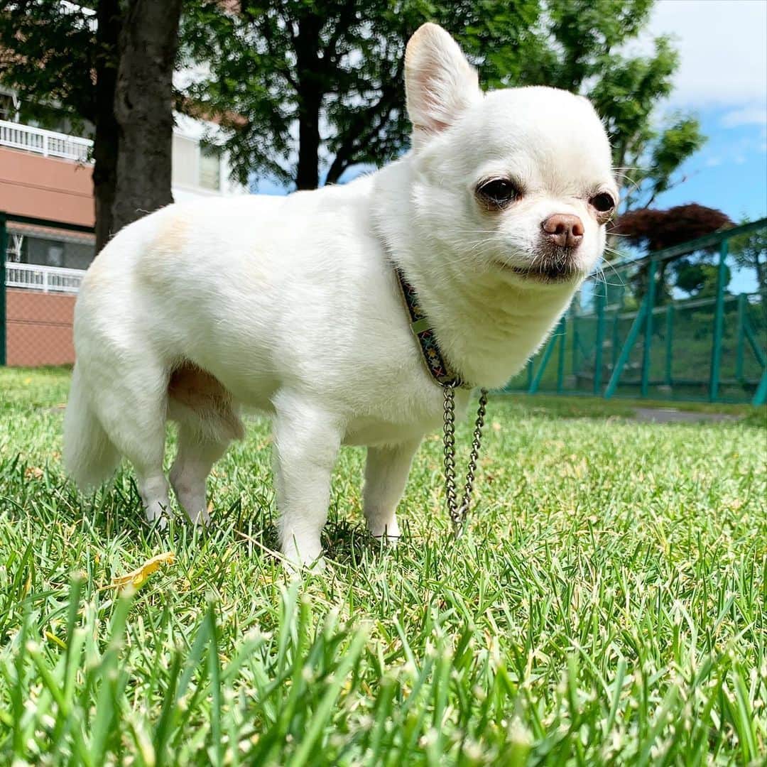 KORIKIのインスタグラム：「おはようございます♪ * #dogofsapporo #dog, #dogs, #dogstagram,#chihuahua,#犬バカ部,#チワワ,#koriki, #hanadog #白スムチ連合会, #スムチー,  #dogofthedayjp, #dogoftheday  #ilovemydog #instadog #instapet #WhiteChihuahua  #吉娃娃 #치와와  #dogsofinstagram #Chihuahualover  #ชิวาวา #チワワの輪 #barkbox #WhiteChihuahuaParty #もふもふモフモフ」