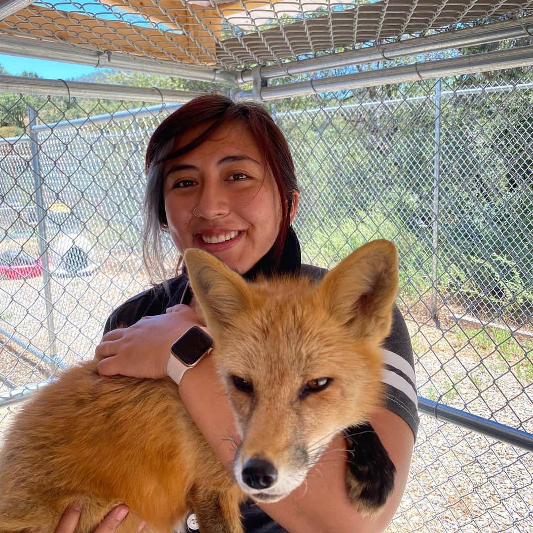 Rylaiさんのインスタグラム写真 - (RylaiInstagram)「Encounter Saturdays! The Viktor show!!  . We are currently offering our private 1 hour fox encounters... in a Covid safe manner!!  . Come out and enjoy the outback country of San Diego while giving some love to Viktor and his friends!  . . Thank Jordan Daly for the great photos today!!  . #foxencounters #supportlocal #foxy #viktor #foxesofig #animalencounter #thingstodo #outdoors #sandiego #socal #wolves #belyavefoxes #russianfoxes #redfox #furfree #conservation」7月19日 9時20分 - jabcecc