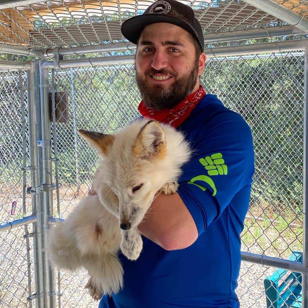 Rylaiさんのインスタグラム写真 - (RylaiInstagram)「Encounter Saturdays! The Viktor show!!  . We are currently offering our private 1 hour fox encounters... in a Covid safe manner!!  . Come out and enjoy the outback country of San Diego while giving some love to Viktor and his friends!  . . Thank Jordan Daly for the great photos today!!  . #foxencounters #supportlocal #foxy #viktor #foxesofig #animalencounter #thingstodo #outdoors #sandiego #socal #wolves #belyavefoxes #russianfoxes #redfox #furfree #conservation」7月19日 9時20分 - jabcecc
