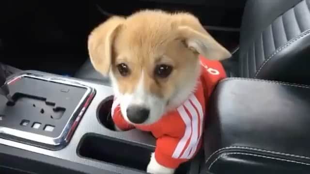 The Critter Havenのインスタグラム：「Awww so cute Video by @artthecorgi  #TheCritterHaven」