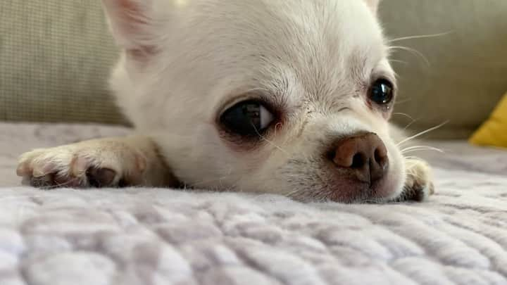 KORIKIのインスタグラム：「朝なのに昼寝😴 #dogofsapporo #dog, #dogs, #dogstagram,#chihuahua,#犬バカ部,#チワワ,#koriki, #hanadog #白スムチ連合会, #スムチー,  #dogofthedayjp, #dogoftheday  #ilovemydog #instadog #instapet #WhiteChihuahua  #吉娃娃 #치와와  #dogsofinstagram #Chihuahualover  #ชิวาวา #チワワの輪 #barkbox #WhiteChihuahuaParty #もふもふモフモフ」