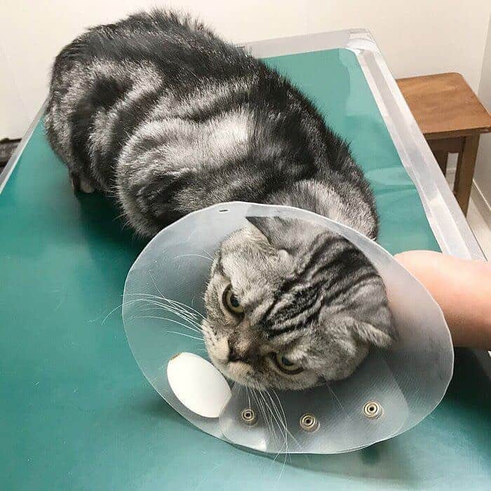 Shishi-maruのインスタグラム：「🐱 ねこのきもちWEBMAGAZINE にて、猫エッセイが更新されました。今回は「ししまるが去年受けた尿路結石症の手術」のお話です。﻿ アプリ版もありますので是非。﻿ お楽しみください。﻿ ﻿ 【渋ネコししまるさん】#56﻿ ｜ねこのきもちWEB MAGAZINE﻿ ﻿ https://cat.benesse.ne.jp/lovecat/content/?id=74780﻿ ﻿ 🐱My essay about Shishi-maru is serialized in a weekly magazine:)﻿ ﻿※This is picture from 1 year ago.Shishi is fine now:)) ーーーーーーーーーーーーー﻿ ﻿ 🌺「渋ネコ ししまるさん」ねこのきもちWEB MAGAZINE にて毎週金曜日エッセイの連載中﻿ ーーーーーーーーーーー﻿ 📕「ぷっちねこ。」「3匹のちいさな猫を召喚できたなら」「ちいさな猫を召喚できたなら」徳間書店より単行本発売中﻿ ーーーーーーーーーーー﻿ ⭐︎ねこ漫画→@tacos_cat﻿ 🌺Twitter →@taco_emonemon﻿ ーーーーーーーーーーー」