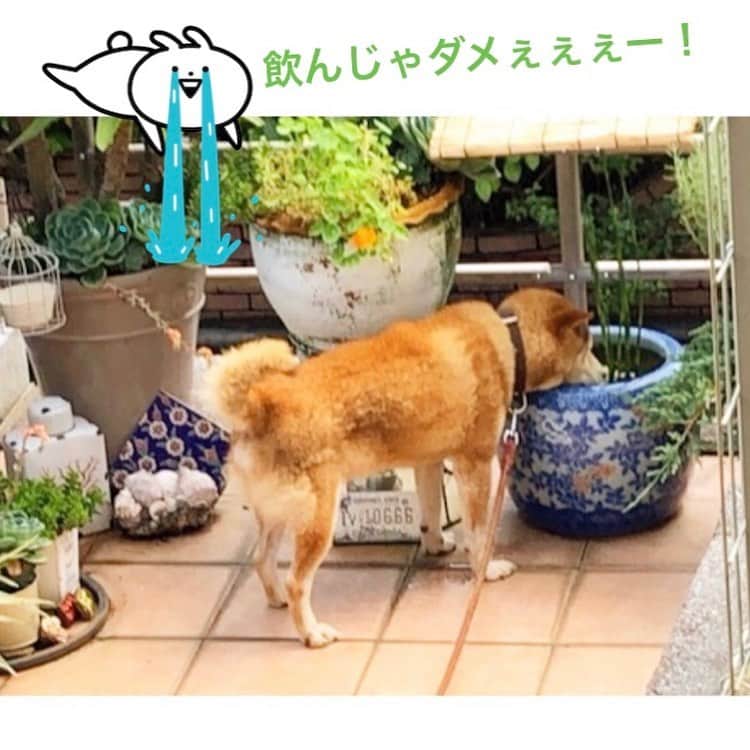 黒沢あすかさんのインスタグラム写真 - (黒沢あすかInstagram)「・ ・ ・ メダカの鉢を見つけられてしまった。マズいなぁ、、、  #今日のポチ  #おじぃちゃん犬🐶  #元保護犬  #柴犬  #黒沢あすか」7月19日 10時44分 - kurosawa_asuka_official