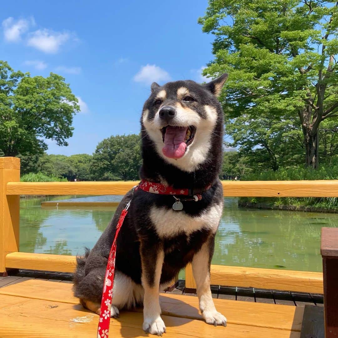 vo_coのインスタグラム：「☀️ 晴れとるやないかーい！ * #天気予報がもはや報告  #shibastagram #instashiba #shiba #shibainu #黒柴 #柴犬」