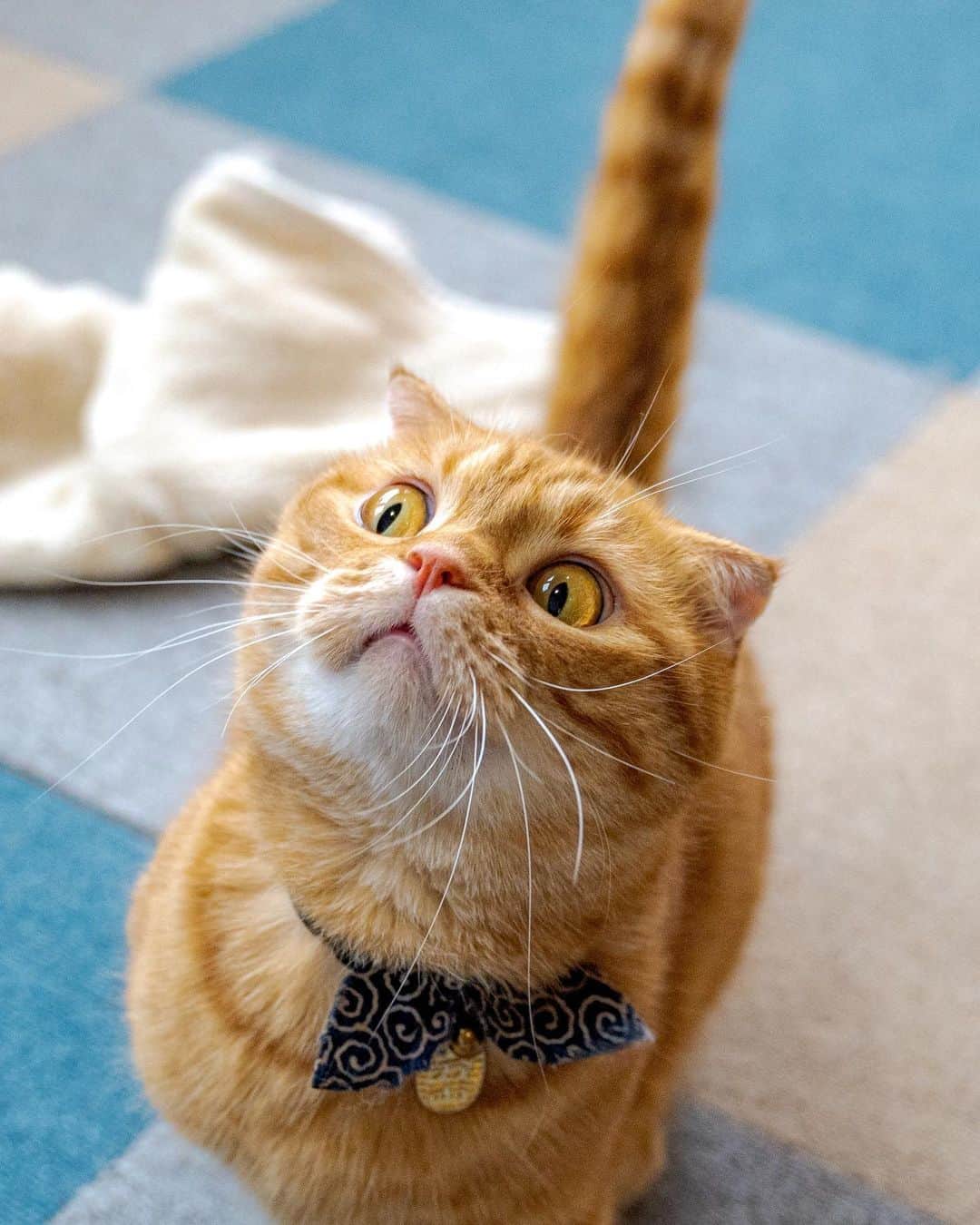 マアルのインスタグラム：「チャビさん #😸 #北海道 #旭川 #猫 . . . @psmaaru #catsofinstagram #meowfeature #kitty #catoftheday #pleasantcat #instacat #dailycat #meowed #katze #happycatclub #cats_of_day #petsofinstagram #neko #catfeature #catlover #cats #weeklyfluff #cat #catloversclub #excellent_cats #kitty #catphoto #cats_of_instagram #냥스타그램 #고양이 #แมว」
