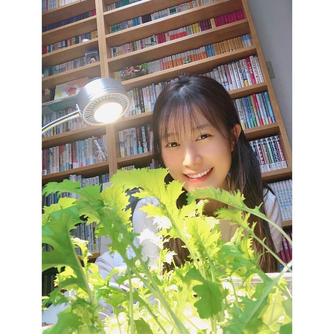 高木由麻奈のインスタグラム：「朝起きたら、﻿ 水耕栽培している野菜を摘みます🕊﻿ そして、それ使って料理を作るのに最近ハマっています👩🏻‍🌾🌱  #リーフレタス　#水菜　#水耕栽培」