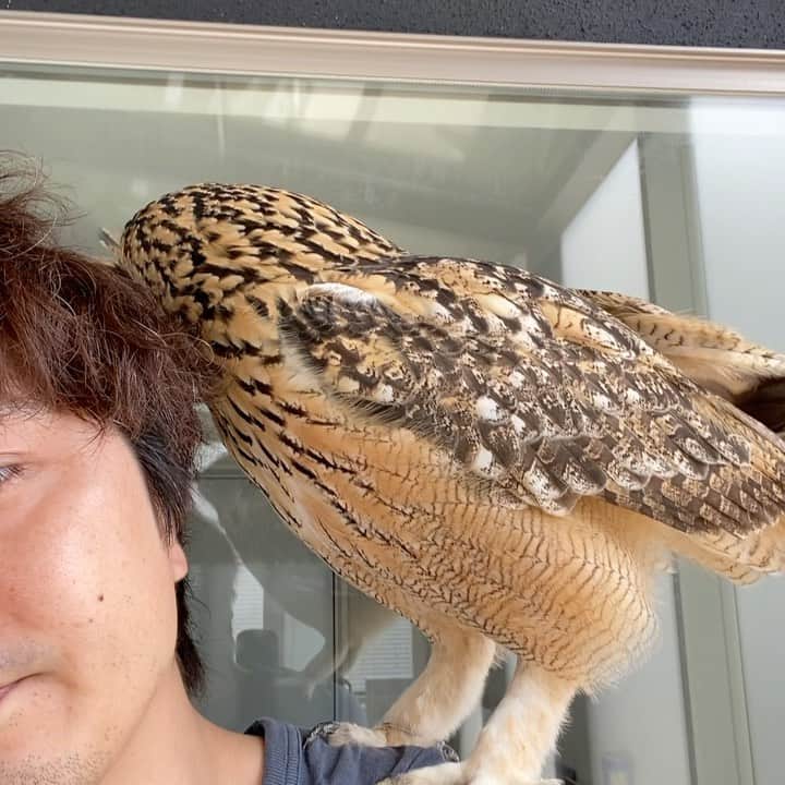 GEN3 Owlのインスタグラム：「今日も元気いっぱい😁 Garu greets me well. #owl #owlgaru」