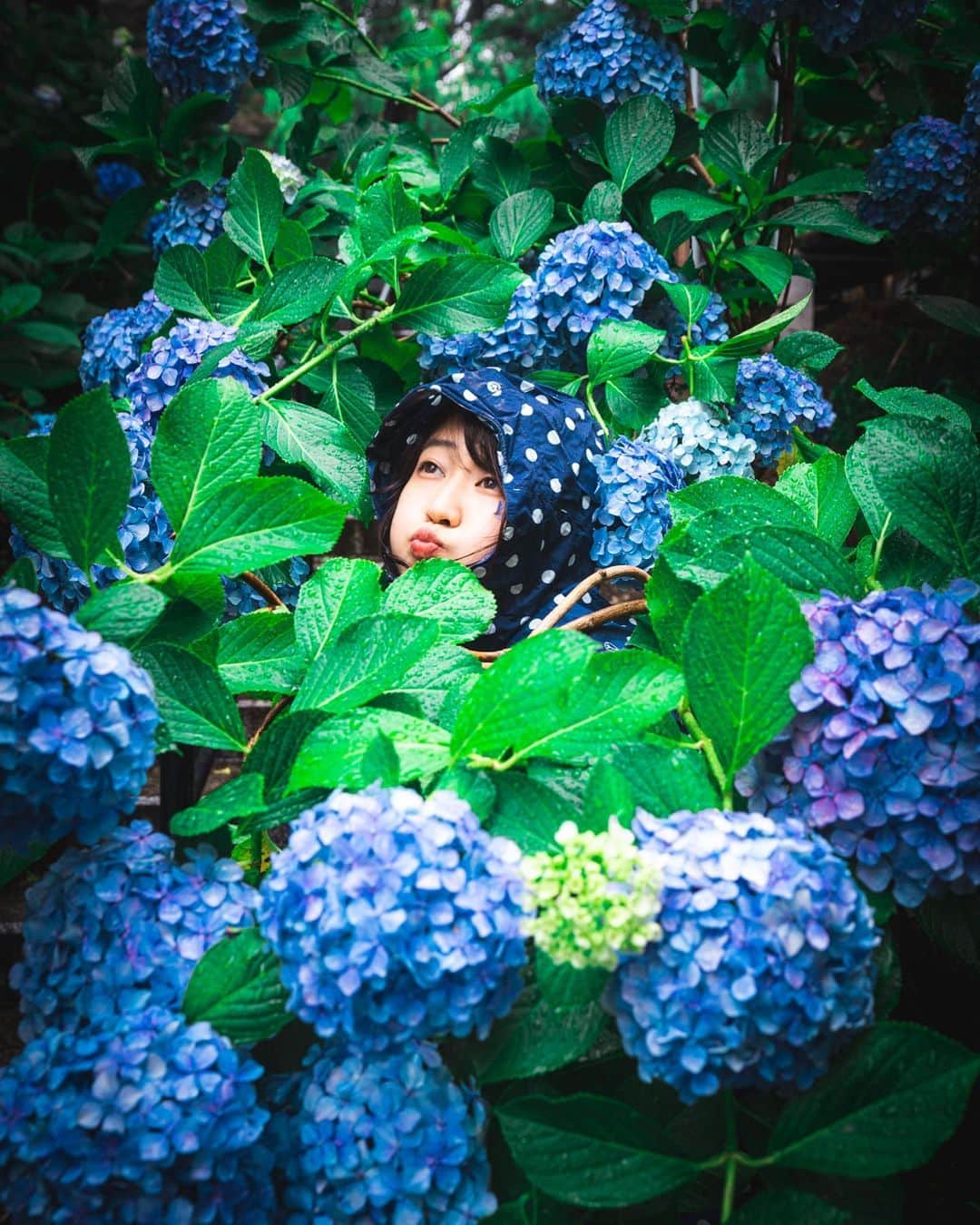kenta_soyoungさんのインスタグラム写真 - (kenta_soyoungInstagram)「Pretend to be hydrangea. . . . 紫陽花のフリをする系女子かわいい。 . . . model: @nanairo_girl_」7月19日 12時45分 - kenta_soyoung