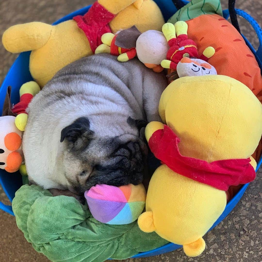 gontaさんのインスタグラム写真 - (gontaInstagram)「Nap time😊#keelyafternoontea #Gonta2#speakpug #smilingpugs #pugjapan #pug #love #pugsofinstagram #zerozeropug #pugshit #worldofpug」7月19日 12時53分 - gehhah