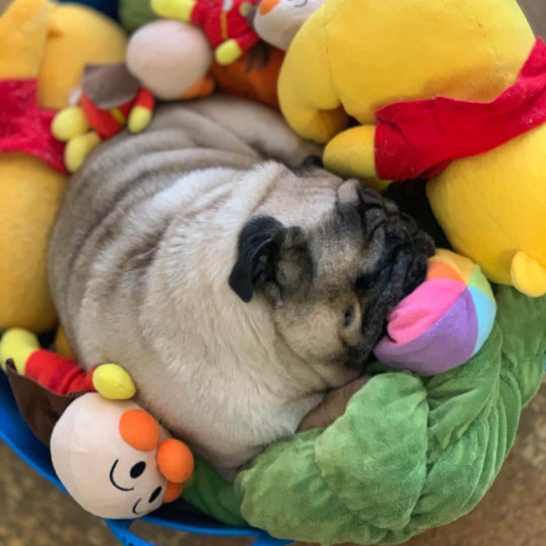 gontaさんのインスタグラム写真 - (gontaInstagram)「Nap time😊#keelyafternoontea #Gonta2#speakpug #smilingpugs #pugjapan #pug #love #pugsofinstagram #zerozeropug #pugshit #worldofpug」7月19日 12時53分 - gehhah