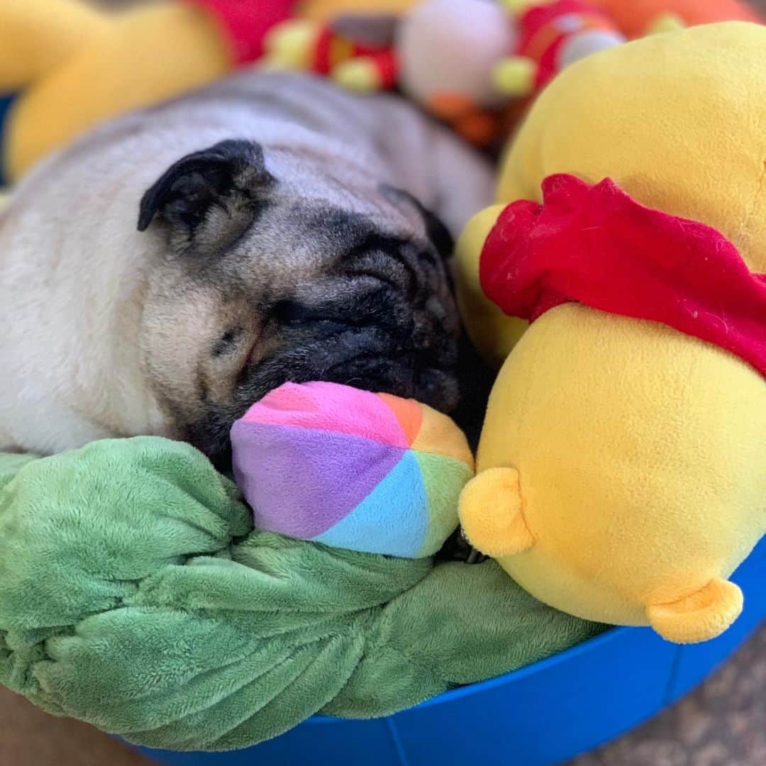 gontaさんのインスタグラム写真 - (gontaInstagram)「Nap time😊#keelyafternoontea #Gonta2#speakpug #smilingpugs #pugjapan #pug #love #pugsofinstagram #zerozeropug #pugshit #worldofpug」7月19日 12時53分 - gehhah