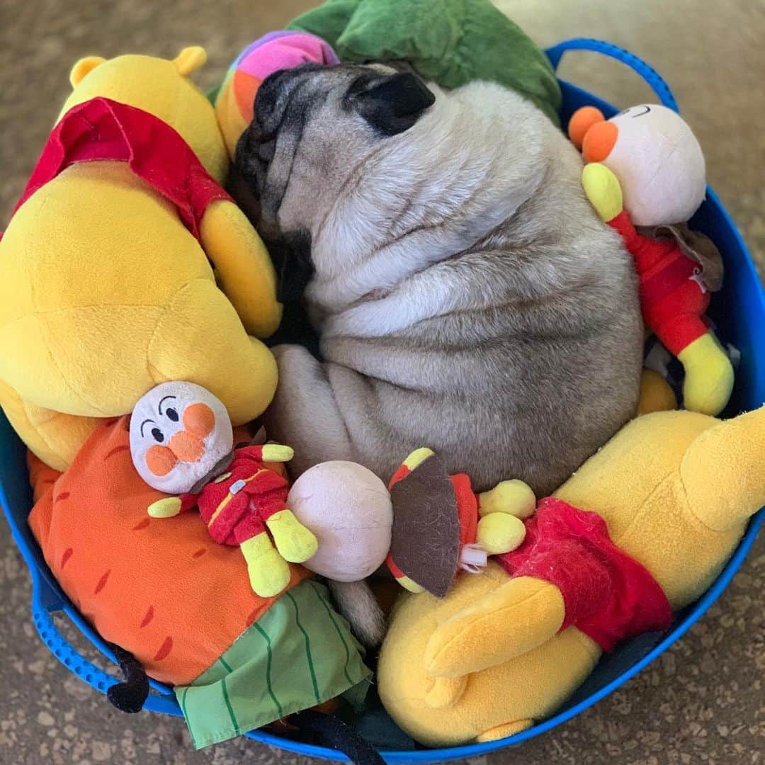 gontaのインスタグラム：「Nap time😊#keelyafternoontea #Gonta2#speakpug #smilingpugs #pugjapan #pug #love #pugsofinstagram #zerozeropug #pugshit #worldofpug」