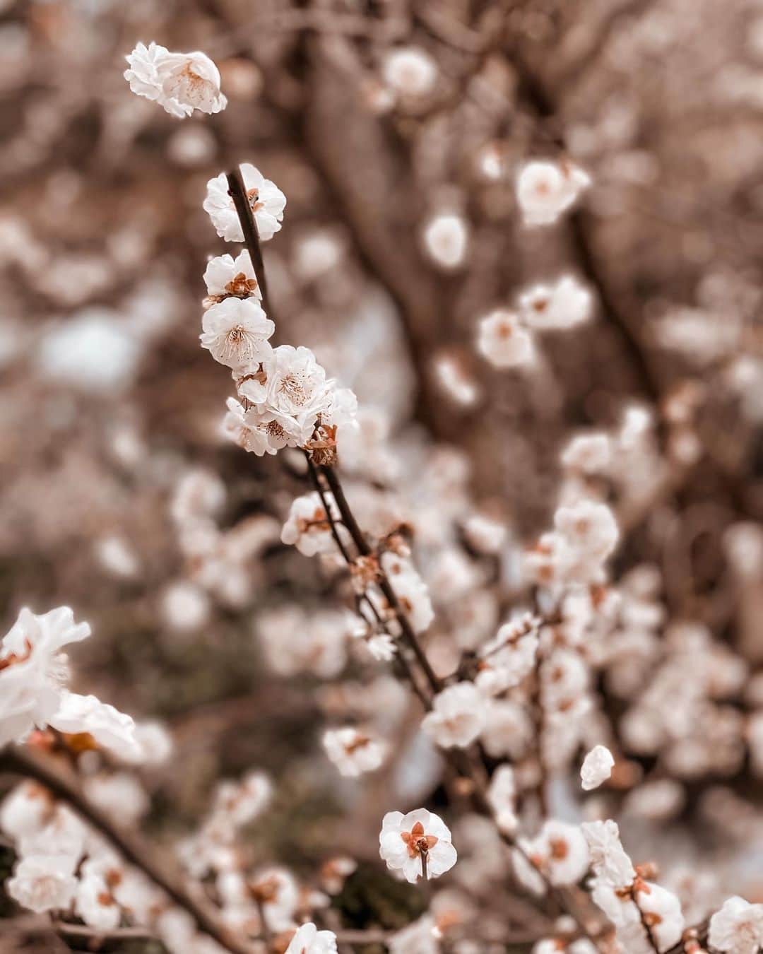 アン・カーティスのインスタグラム：「May the flowers remind us why the rain was necessary- Xan Oku」