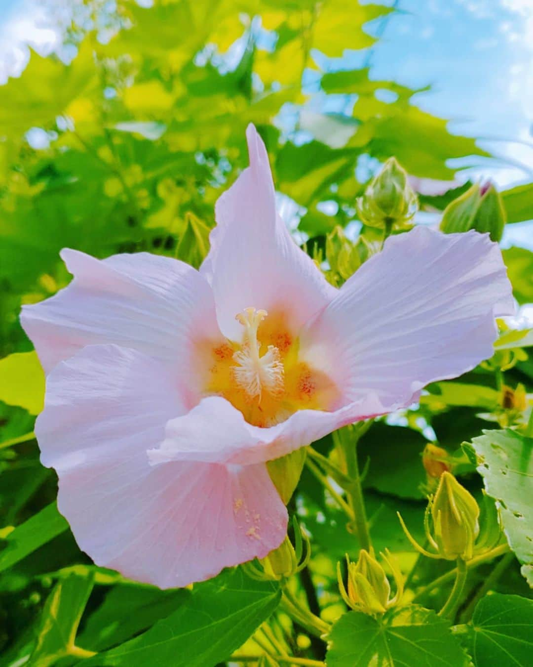 西真理子さんのインスタグラム写真 - (西真理子Instagram)「夏ですね🎐 この田舎感癒やされる。 パワーをもらって乗り切るぞ♡  I want to believe in God.  #wish #prayer #Coincidence is inevitable #パワースポット #お祈り #願いを込めて #鎌倉 #祈願 #夏っぽい #懐かしい感じ #景色 #ハイビスカス #蓮」8月17日 16時18分 - mari.nishi.7