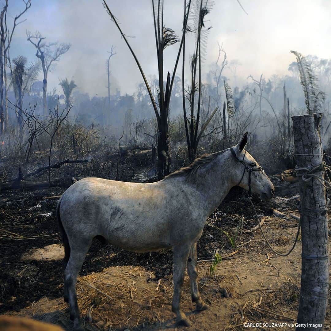 ABC Newsさんのインスタグラム写真 - (ABC NewsInstagram)「A donkey stands tied up next to a burnt area of Amazon rainforest reserve, south of Novo Progresso in Para state, Brazil. #amazonrainforest #forestfire」8月17日 16時28分 - abcnews