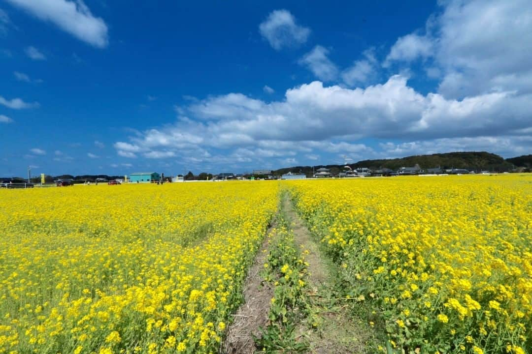 Satoyama推進コンソーシアムのインスタグラム：「#古賀市 #筵内 #菜の花　　#福岡県 #古賀市 （Satoyamaフォトコンテスト2020代理投稿作品）  ★Satoyama & Satoumi Photo Contest 2020 https://satoyama-satoumi.net/contest/photo2020/（日本語） https://satoyama-satoumi.net/global/contest/photo2020/（English） ⠀ ⠀⁠⠀ #jtsatoyama2020 #satoyama #photocontest #photo⠀⁠⠀ #satoumi #japan #landscape #japan_visit #Lovers_Nippon #daily_photo_jpn #naturephotography #フォトコンテスト #フォトコン⠀⁠⠀ #写真⠀⁠⠀ #カメラ⠀⁠⠀ #里山⠀⁠⠀ #里海⠀⁠⠀ #風景⠀⁠⠀ #風景写真⠀⁠⠀ #日本の絶景⠀⁠⠀ #日本の美しい風景⠀⁠⠀ #田舎⠀⁠⠀ #田舎暮らし」