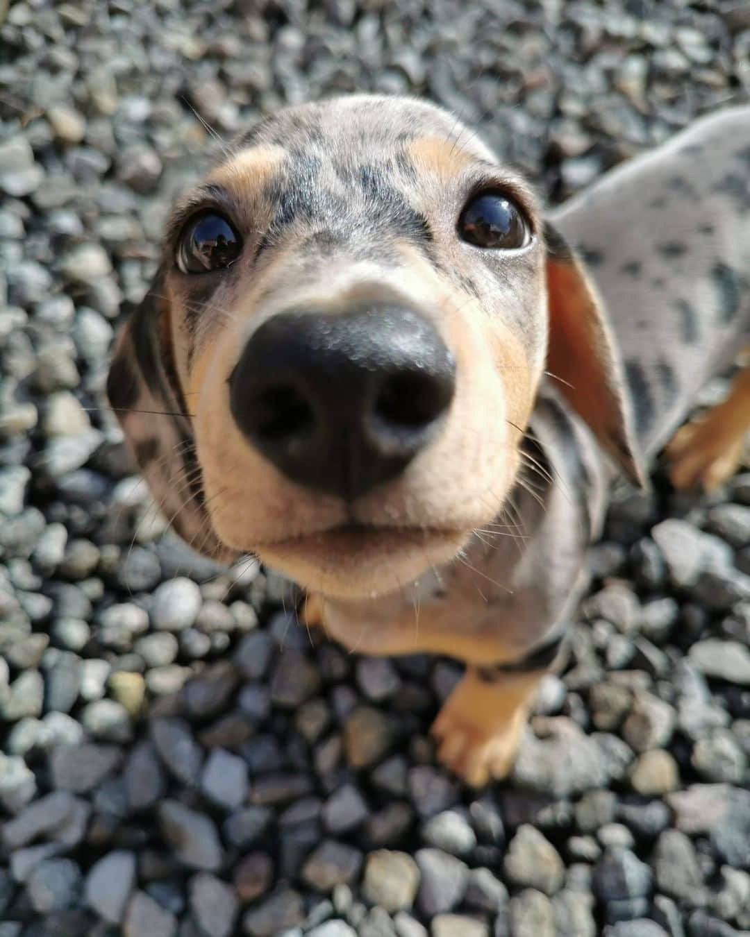 8crapさんのインスタグラム写真 - (8crapInstagram)「Excubse mee can you do me a boop? - Want to get featured like him? Join “The Barked Club” on FACEBOOK and post something now! 👉 barked.com - 📷 @sir.moo.vaquito - #TheBarkedClub #barked #BarkedBoop #dog #doggo #Dachshund」8月17日 17時01分 - barked