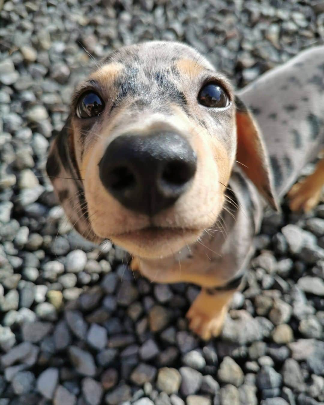 のインスタグラム：「Excubse mee can you do me a boop? - Want to get featured like him? Join “The Barked Club” on FACEBOOK and post something now! 👉 barked.com - 📷 @sir.moo.vaquito - #TheBarkedClub #barked #BarkedBoop #dog #doggo #Dachshund」