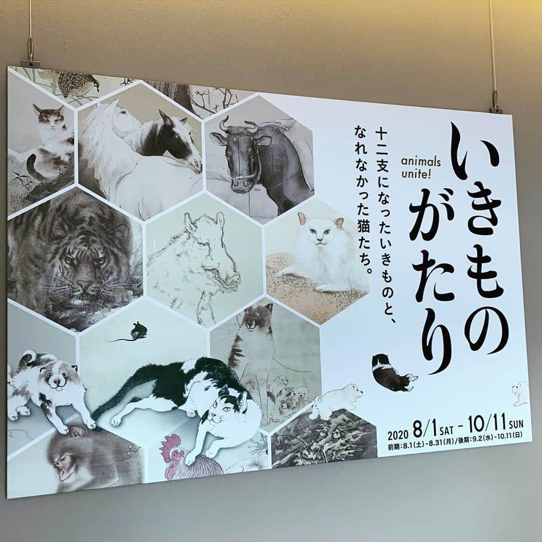 DJ AIKO 62さんのインスタグラム写真 - (DJ AIKO 62Instagram)「嵯峨嵐山文華館では8月1日から「いきものがたり　十二支になったいきものと、なれなかった猫たち。」展が開催中です。  動物を描いた日本画は大変人気がありますよね。私もとても好きです。その中でも私たちの生活にも馴染み深い、十二支に選ばれたいきものを描いた作品が1階ギャラリーに。「子、丑、寅、卯…」と心の中で呟きながら、順を追って楽しめます。  2階ギャラリーは靴を脱いで。（サンダルや素足で靴の人は靴下持参をおすすめ。） 広々とした畳の部屋を囲むように展示ケースが配置され、座ったり、少しリラックスした目線で絵を楽しめます。  今展2階ギャラリーでは猫の絵も多く展示されています。諸説ありますが、猫が十二支に入らなかったのはネズミに嘘をつかれたから。意地悪をしたネズミを後に追っかけるようになった…というのも面白い逸話です。身近ないきものとして描かれることも多かった猫ですが、絵の中でも気ままな振る舞いを感じさせる姿はとっても愛らしいです。  さらに嵐山にゆかりのあるいきものたちの絵も。  写真撮影も一部を除いてOKなので、自由研究のトピックスとしても面白いかなと思いました。  ここはかつて時雨殿として百人一首に特化した展示をする場所でしたが2度の休館を経て2018年11月に現在の嵯峨嵐山文華館としてリニューアルオープンしました。ゆっくりゆったりと日本画を楽しめる場所としては是非福田美術館とのはしごをしたいなと思った場所でした。  #いきものがたり #嵐山 #京都嵐山 #嵯峨嵐山文華館 #おすすめ美術展  #京都散歩 #京都観光 #美術館巡り #美術館 #学芸員djのdjaiko62  #DJAIKO62 #アート散歩 #アートライター #福田美術館とのセット券がお得  #福田美術館通り #京都 #干支 #猫」8月17日 17時02分 - djaiko62