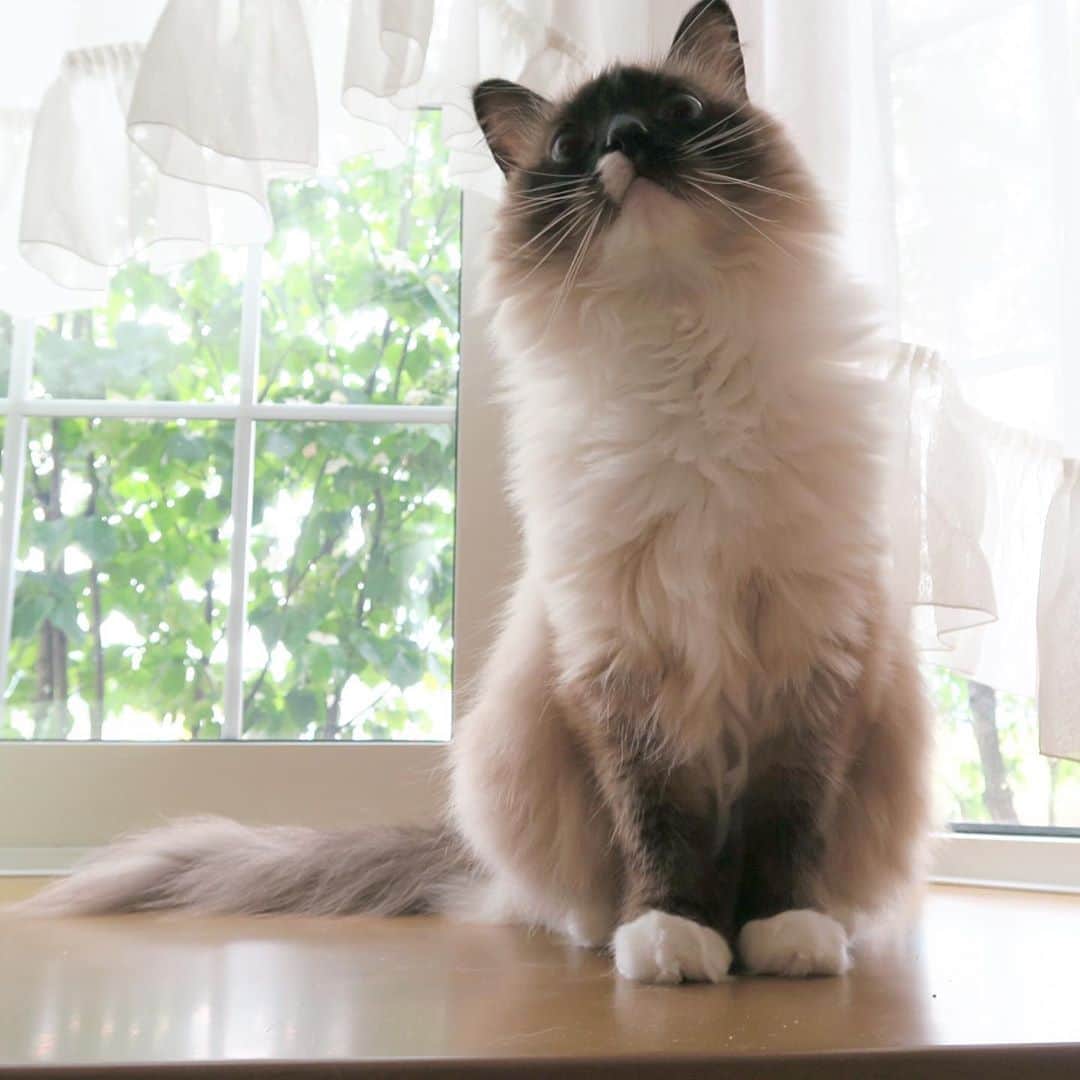 takegaeruのインスタグラム：「窓辺が似合う子😸 #cat #猫 #ragdoll #ラグドール #ホワイトポッチーズ」