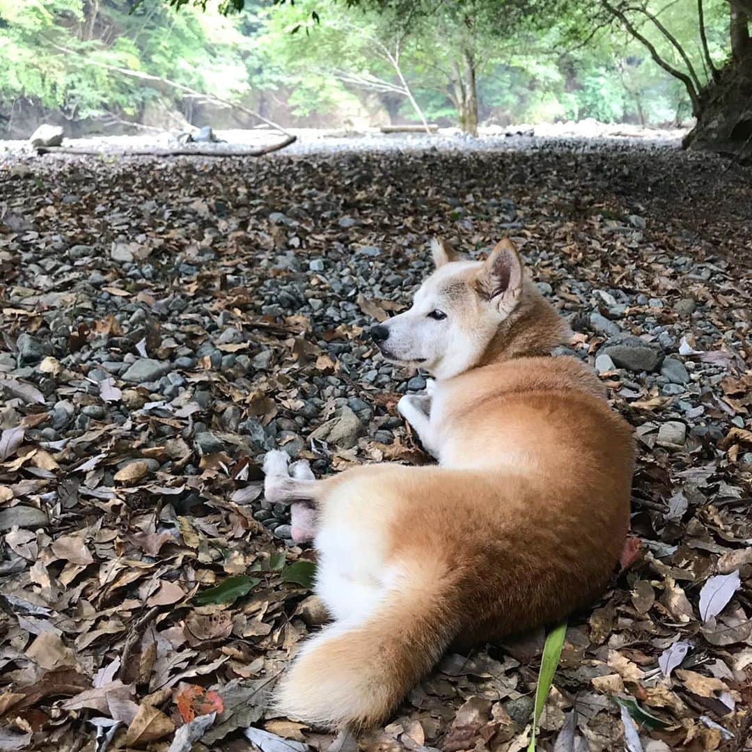 柴犬リリコのインスタグラム：「番犬風（監視員）リリコさん😆 涼を求め2週連続で来ちゃいました🏕🛶🏞🐶🧒🏻👧🏻🧑🏻👨🏻  #清川村 #中津川 #長者屋敷キャンプ場 #ワンコOK #デイキャンプ #日帰りキャンプ」