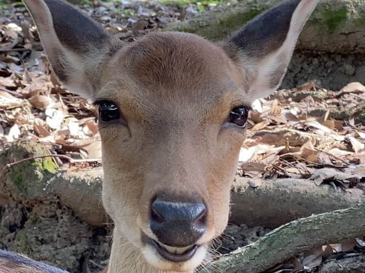 河瀬直美のインスタグラム