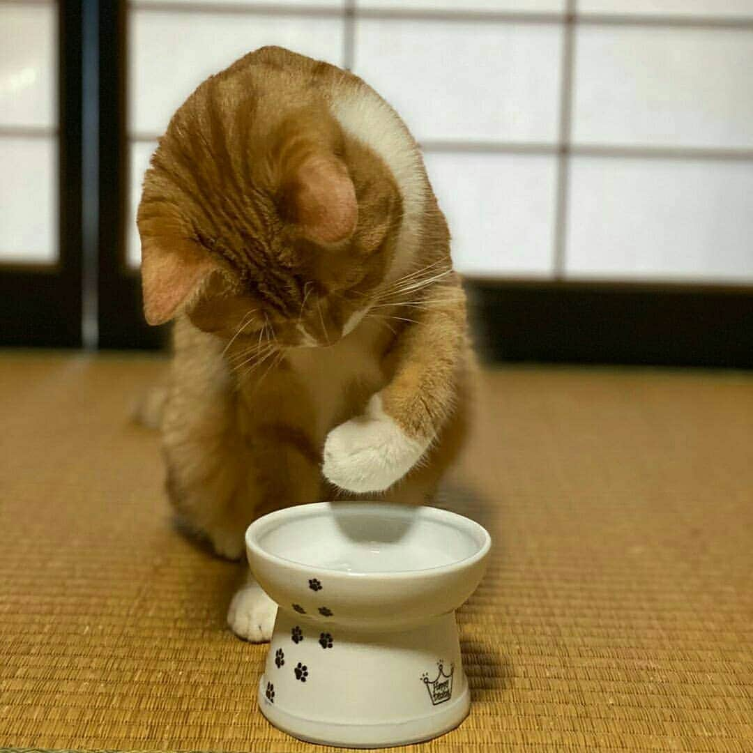 猫壱（ねこいち•ネコイチ）のインスタグラム