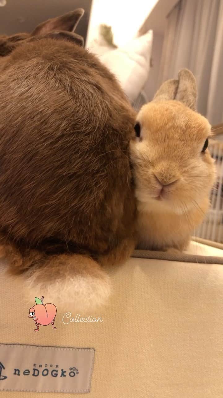 yun.ゆんのインスタグラム：「march.lemon🐻🍋🍋＋cotton.💭 おはようございます🌞 新たなスタート月曜日❣️ 気づけばおちりばかり撮ってる… 🍑 みなさんも同じだと思います。 😂 . . *今日も元気に✨ ♪ ♪ ♪ #けつようび #うさぎ#ウサギ#ネザーランドドワーフ#ZIP写真部#レモン#ふわもこ部#マーチ#多頭飼い#犬とうさぎ #rabbits#rabbitsofinstagram #rabbitstagram #petstagram #march#instapet#cutepetclub #instarabbit #bunnies #bunnylove #lapin #pecotv #WeeklyFluff #lemon #netherlanddwarf #dailyflufffeature#pecotv」
