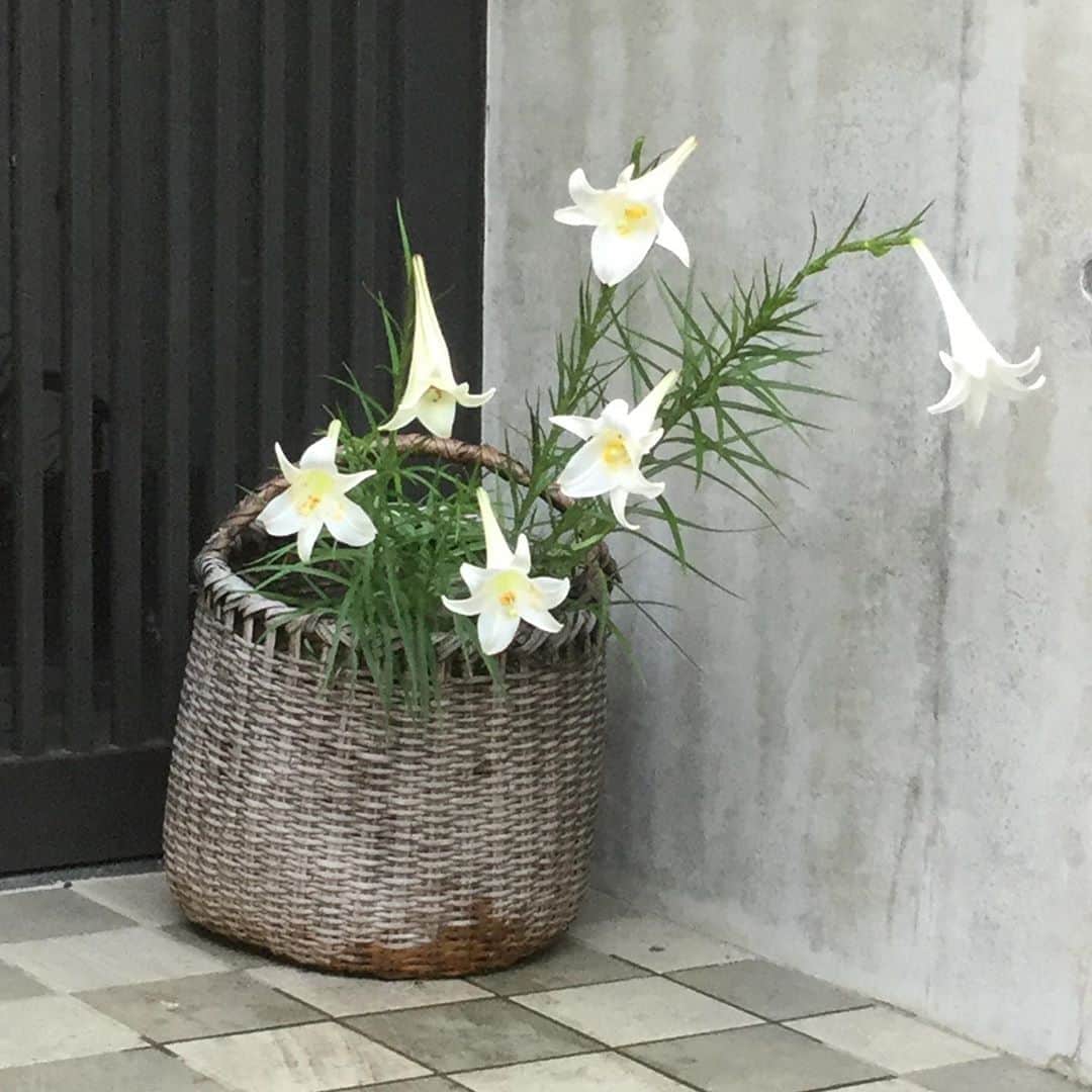 ヒロミチナカノさんのインスタグラム写真 - (ヒロミチナカノInstagram)「玄関の籠(民藝...の)に高砂百合を入れました。#flowers  #flowerinstagram  ＃高砂百合」8月17日 8時51分 - hiromichinakano_official