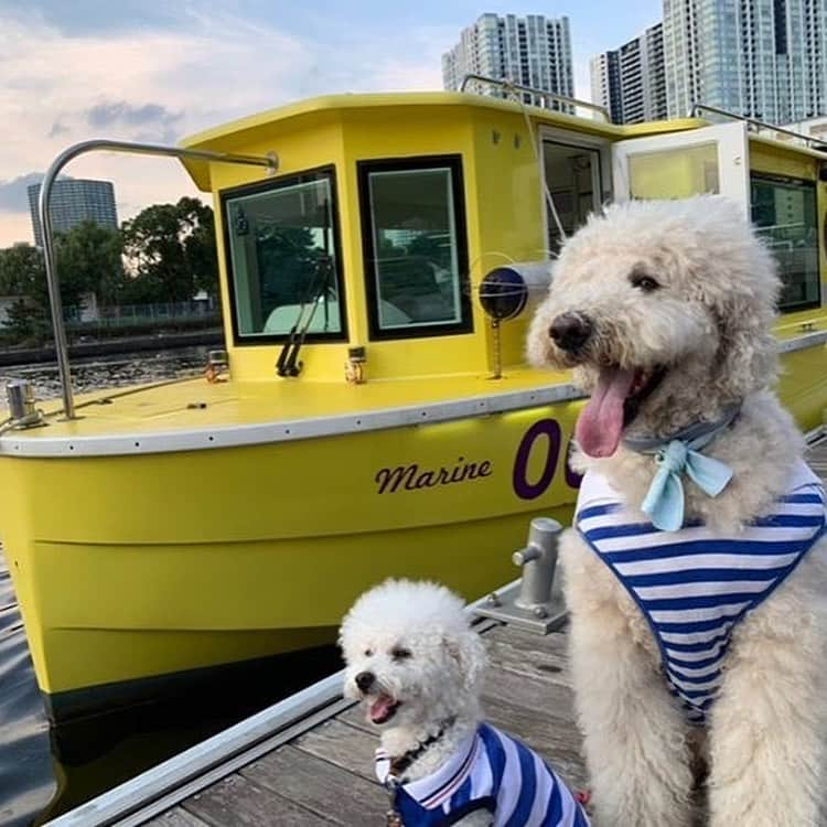 TOKYO WATER TAXIさんのインスタグラム写真 - (TOKYO WATER TAXIInstagram)「ワンチャンと 飼い主さんとの信頼関係って 1ショットで伝わりますね。  #dog  #tokyo  #tokyowatertaxi #うみんぽ   @dogeventplanner @gaho3dog @hoshinodaisuke」8月17日 8時55分 - tokyowatertaxi