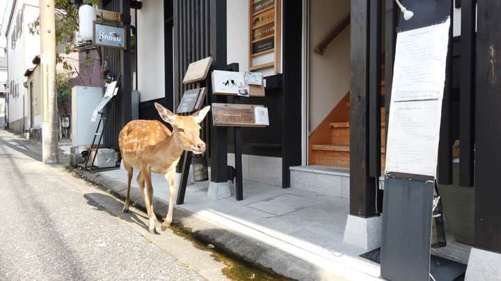 熊乃あいのインスタグラム：「． 鹿も鹿のおしりコーヒーに 遊び来てくれました🦌 ． メス鹿だから、ツノカチューシャ 付けたかったのかな？ ． 朝この辺りによく鹿のフンが 落ちていますがコーヒー豆に 似てます😂 ． けものんコラボカフェは 本日と明日まで！ （17日20時、18日18時まで） ． 20日〜25日は 奈良の写真が展示された ギャラリーカフェになります☕️📸  フォトグラファーは @michan5d3  @syuhei.k_photo   また告知改めて書きます ． 私はその期間も カフェスタッフで珈琲職人です🤩 カチューシャもそのまま購入できます！ ． ． #鹿のおしりコーヒー #鹿 #鹿のフン #けものんカフェ #奈良公園 #奈良カフェ #ならまち #ならまち遊歩 #写真展 #奈良観光 #珈琲のある暮らし #オリジナルブレンドコーヒー」