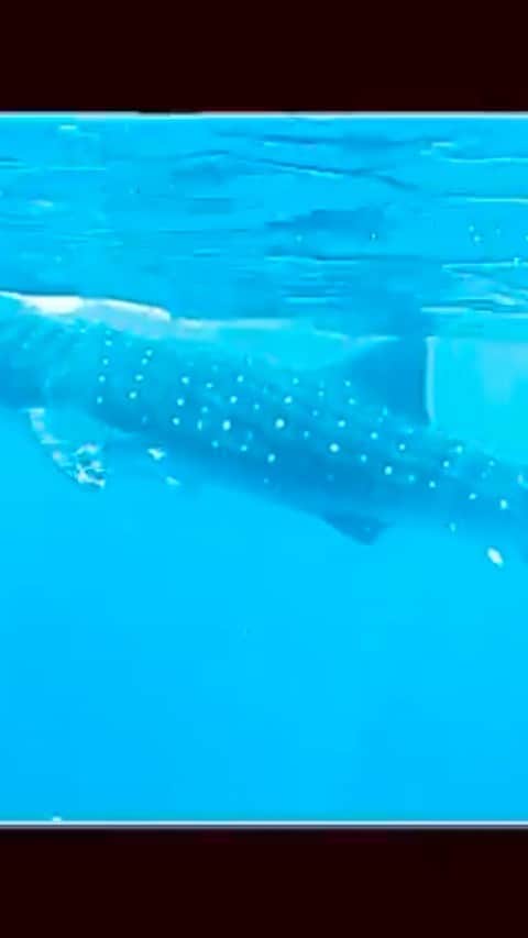 のインスタグラム：「A giant manta ray to my Right.  Unspeakable beauty and grace.   Thighs pumping hard to keep up with her  The sound of my deep breathing through the snorkel  For a moment I’m in her Rhythm,  her space, her time.  I look To My Left to share the moment with my friend Francesca but in her stead is a magnificent whale shark gliding along side me .   Sandwiched between the two massive creatures in a beautiful moment of Flow, my breath quickens, my heart opens and with renewed strength I feel I could swim with them forever And in my cellular memory I do... for I have. And I choose it to remain a part of me forever.  Thank you #motherGaia Thank you #universe And Thank you @francipani for sharing your beautiful  friends, your beautiful home and your love of the #ocean with me.」