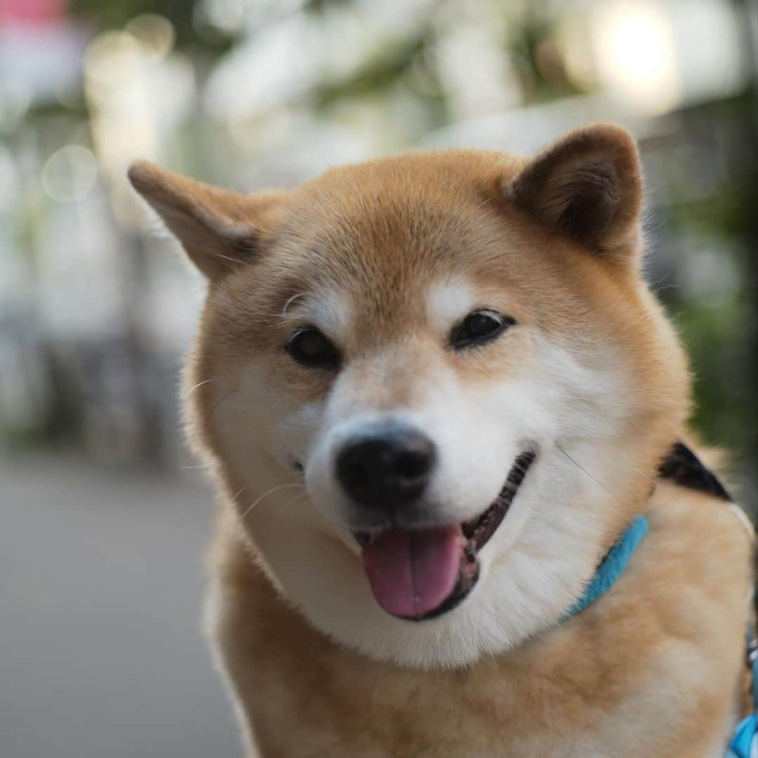 まる（まるたろう）さんのインスタグラム写真 - (まる（まるたろう）Instagram)「Good morning!✨🐶✨さぁ、今週も始まりましたよ〜 #塩分とって水飲んで #しっかりご飯食べて #頑張っていきまっしょい💪  #この角度はまるく見える  #パパの撮影スキルが低いだけ #月曜日は笑顔で頑張る日」8月17日 9時20分 - marutaro