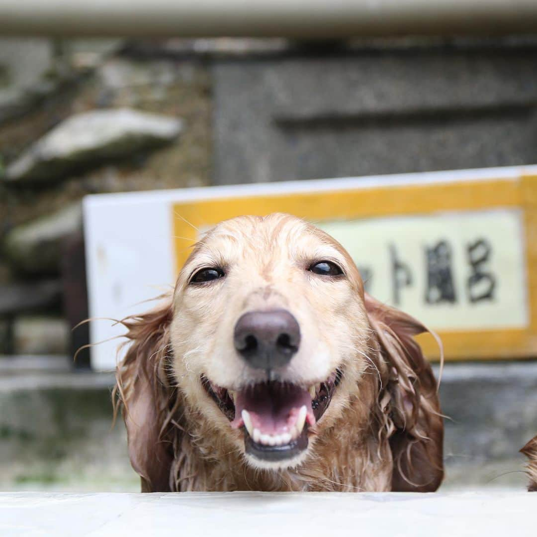 ハッチ＆ニコさんのインスタグラム写真 - (ハッチ＆ニコInstagram)「温泉効果なのか今朝のハッチは転ばずに歩いてましたよ🐶🐶♨️ #国見温泉  #カメラ嫌い同好会 #pecoいぬ部 #犬の生活が第一 #癒しわんこ #dachshund #犬バカ部 #短足部 #ふわもこ部 #tokyocameraclub #東京カメラ部」8月17日 9時37分 - hacth427