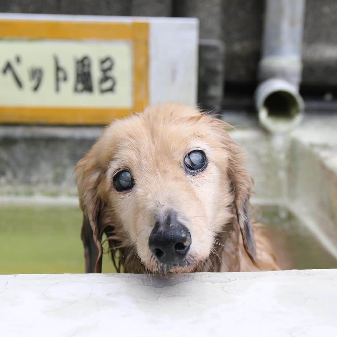 ハッチ＆ニコのインスタグラム：「温泉効果なのか今朝のハッチは転ばずに歩いてましたよ🐶🐶♨️ #国見温泉  #カメラ嫌い同好会 #pecoいぬ部 #犬の生活が第一 #癒しわんこ #dachshund #犬バカ部 #短足部 #ふわもこ部 #tokyocameraclub #東京カメラ部」