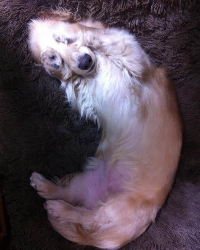 菅長愛子のインスタグラム：「🐶🌈  🐶愛犬(らぶ♀10歳)ミニチュアダックス  らぶ🐶🐶🐶📷❤️ 眠いのか恥ずかしいのか手で目を塞いでる🐾 可愛いが止まりませんね((👼💓))  今日も暑い。 水分補給して、休憩しながらがんばりましょう🌞🌈  ． #犬のいる暮らし #ミニチュアダックス #ミニチュアダックスフンド #犬のいる生活 #犬好きな人と繋がりたい #いぬすたぐらむ #いぬのきもち #わんすたぐらむ #わんこのいる生活 #らぶ #🐶 #dogstagram #dog #dogs #doglover #family #love #diet #ダイエット #ダイエット仲間募集」