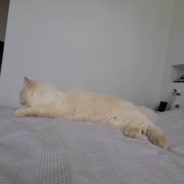 Aww Clubのインスタグラム
