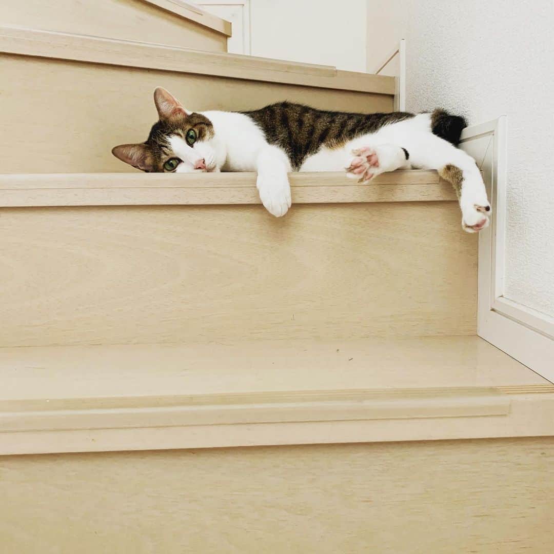 クマ・マロン・モモのインスタグラム：「毎日、暑い…🥵﻿ ﻿ #猫 #cat #ねこ﻿ #catstagram #ilovecats ﻿ #猫と暮らす #保護猫﻿ #にゃんだふるらいふ﻿ #きじしろねこ」