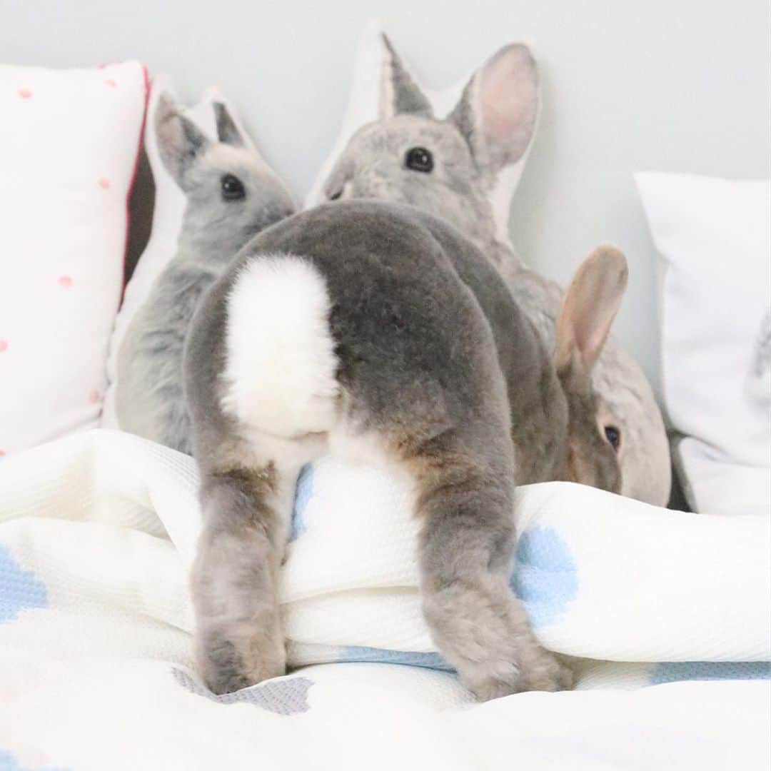Kayoのインスタグラム：「さくらんベッドでハッスル♪ この角度、足長く見える♡ ・ ・ こんなして元気に遊べるまでになれて、ほんとに嬉しい今日この頃。 2ヶ月弱、、、長かったなぁ たくさんの応援、アドバイス、牧草、情報、ありがとうございます🙏 ほんとに心強いです。 しょっちゅう駆け込む病院の先生方にも感謝🙏 休診日の兼ね合いもあるので、セカンド併用にすることにして、気持ちにちょっとゆとりできました。 現状維持目指し、さくらんがhappyと思える日々を過ごしていけますように✨」