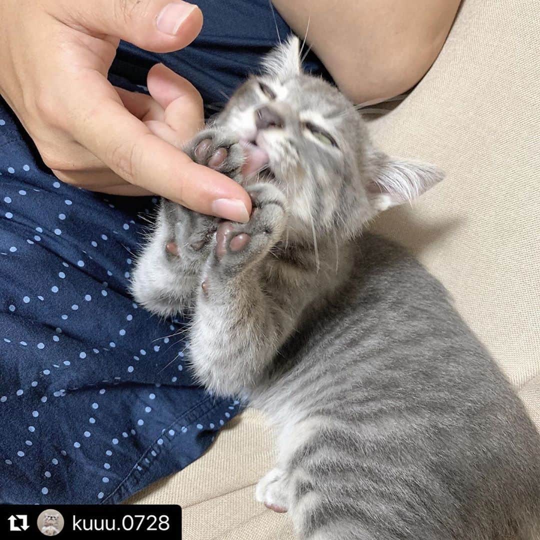 のインスタグラム：「【#ねこは人を笑顔にする】❣️ 可愛いポーズ❤️なのに、お顔が😂‼️⚡️笑 @kuuu.0728 さん、ありがとう🗽✨ #Repost @kuuu.0728 with @make_repost ・・・ ぷぷぷ( ˶ ᷇ 𖥦 ᷆ ˵ )✨  #ねこのいる生活 #にゃんすたぐらむ #ねこすきさんと繋がりたい #ねこは人を笑顔にする #ペコねこ部」