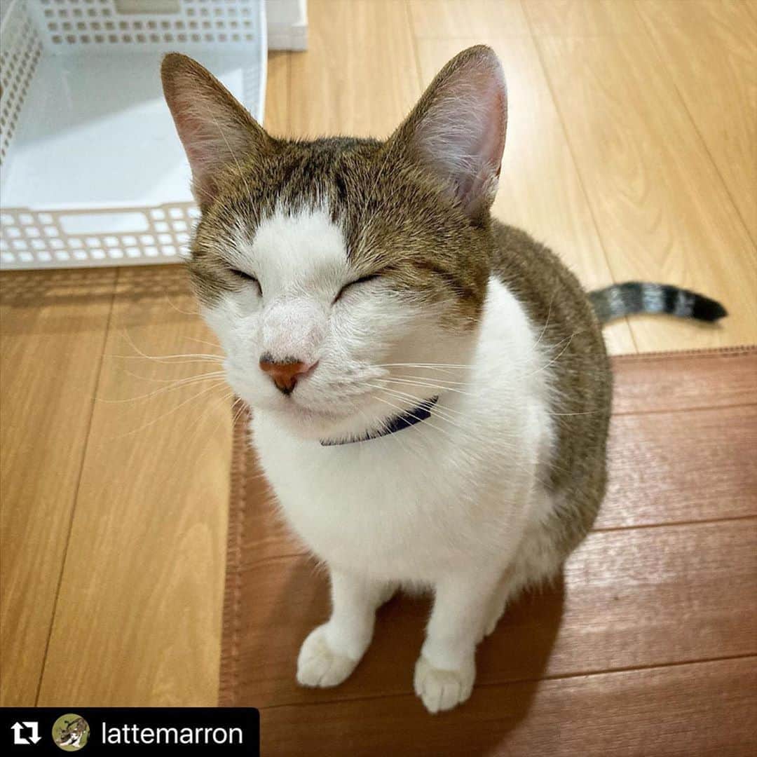のインスタグラム：「【#ねこは人を笑顔にする】❣️ 頭撫でてください❤️の顔☺️💕 @lattemarron さん、ありがとう😆🌞✨ #Repost @lattemarron with @make_repost ・・・ 寝起きの甘えん坊モードらて💤 . 夏休みは終わりだけど明日からも(👨は)在宅勤務なので寂しくないよ〜💖 . . . . . . . . #キジ白男子 #寝起き #甘えん坊猫 #あまえんぼう #おやすみなさい💤 #ねこら部 #ねこばか #きょうだいねこ #キジ白 #キジトラ #にゃんすた #らてにゃんまろにゃん #meow #petstagram #instacat #ilovemycat #catstagram #catoftheday #夏休み終わり #在宅勤務 #がんばるにゃん  . .  #lionpet #みんねこ #ペコねこ部 #sippoストーリー #エウレカねこ部 #ねこは人を笑顔にする #loveにゃんこ」