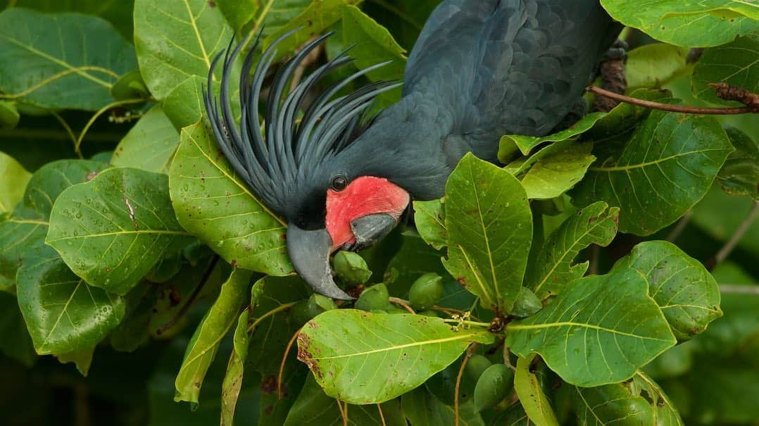 Tim Lamanさんのインスタグラム写真 - (Tim LamanInstagram)「Photos by @TimLaman.  In between local photo outings, one of my covid projects is starting to work on a major personal book:  a collection of my best bird photography from all over the world.  It is fun to work my way though my archives, looking for not just the frequently published, well known images, but perhaps some unpublished gems that have languished in the files.  Here are a few that are going into consideration for the Australia section:  1) Palm Cockatoo feeding on beach almond, 2) Eclectus Parrot males battle at a nest cavity, 3) Satin Bowerbird decorating his bower with parrot feathers.  #birds #Australia #bowerbird #parrot.  Bye The Way:  If you think this book idea sounds interesting, please consider signing up for my newsletter at the link in my bio.  I’ll be periodically sharing the stories behind my photos in a little more detail than IG allows.」8月17日 11時34分 - timlaman