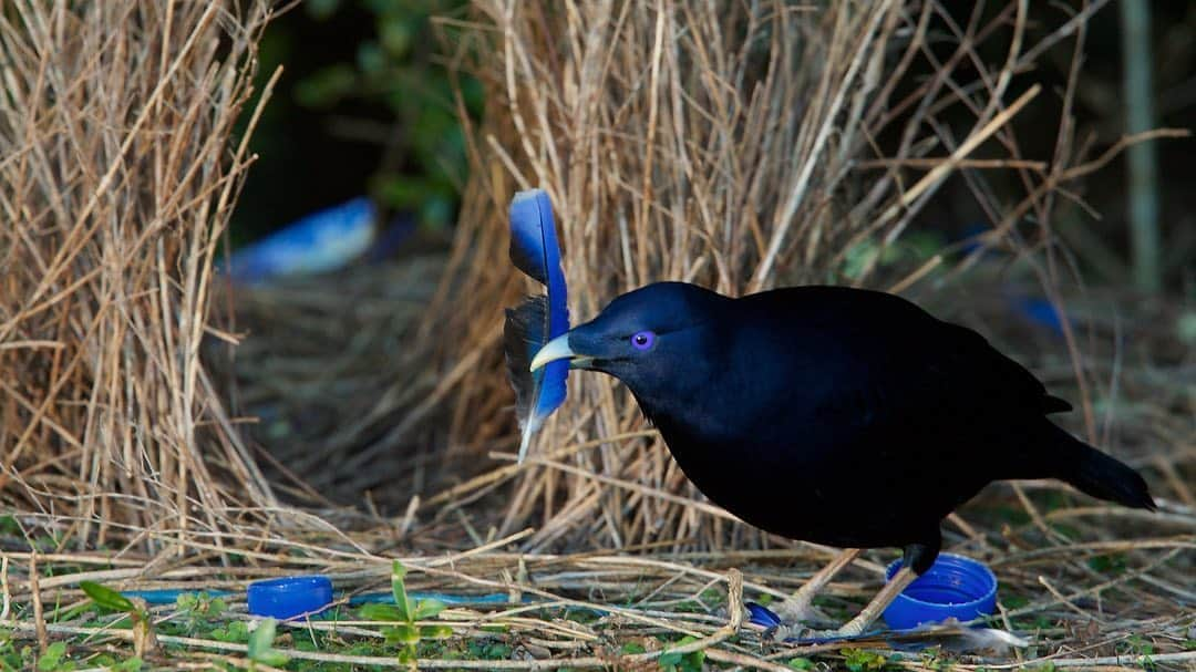 Tim Lamanさんのインスタグラム写真 - (Tim LamanInstagram)「Photos by @TimLaman.  In between local photo outings, one of my covid projects is starting to work on a major personal book:  a collection of my best bird photography from all over the world.  It is fun to work my way though my archives, looking for not just the frequently published, well known images, but perhaps some unpublished gems that have languished in the files.  Here are a few that are going into consideration for the Australia section:  1) Palm Cockatoo feeding on beach almond, 2) Eclectus Parrot males battle at a nest cavity, 3) Satin Bowerbird decorating his bower with parrot feathers.  #birds #Australia #bowerbird #parrot.  Bye The Way:  If you think this book idea sounds interesting, please consider signing up for my newsletter at the link in my bio.  I’ll be periodically sharing the stories behind my photos in a little more detail than IG allows.」8月17日 11時34分 - timlaman