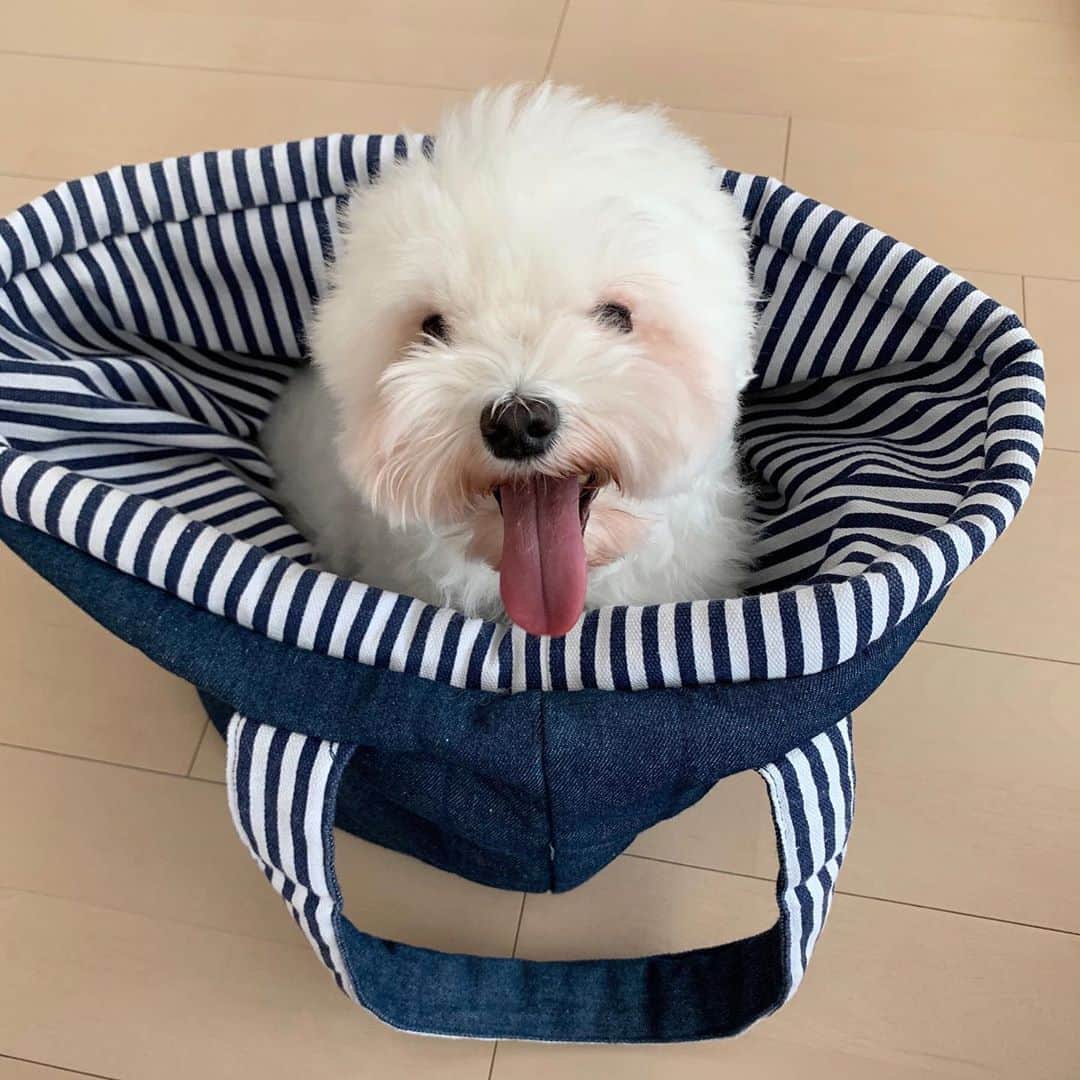 セロリのインスタグラム
