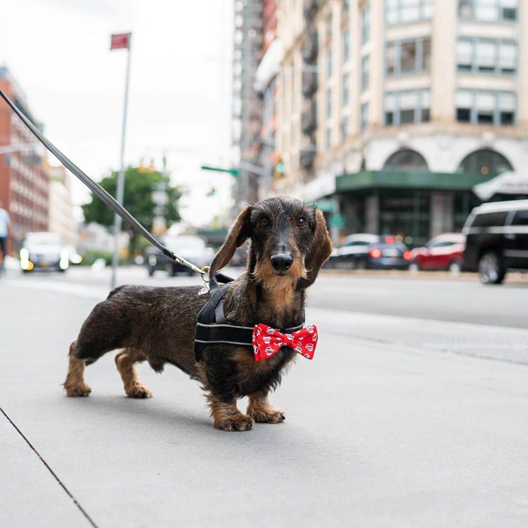 The Dogistさんのインスタグラム写真 - (The DogistInstagram)「Elliot, Dachshund (5 y/o), Houston & Broadway, New York, NY • “He always dresses up to go out.”」8月17日 12時05分 - thedogist