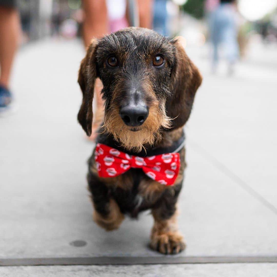 The Dogistさんのインスタグラム写真 - (The DogistInstagram)「Elliot, Dachshund (5 y/o), Houston & Broadway, New York, NY • “He always dresses up to go out.”」8月17日 12時05分 - thedogist