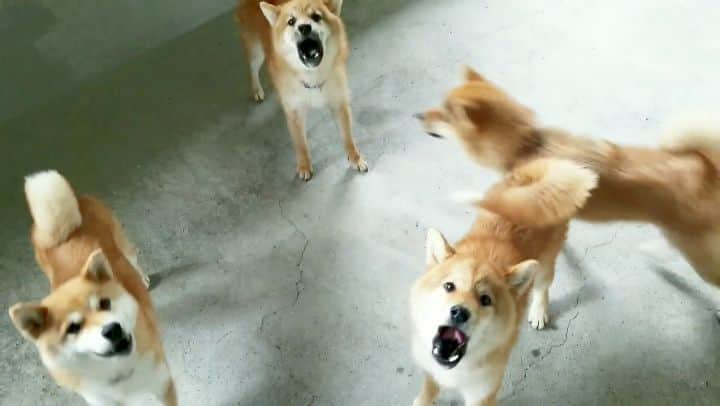 柴犬たま Shibainu Tamaのインスタグラム