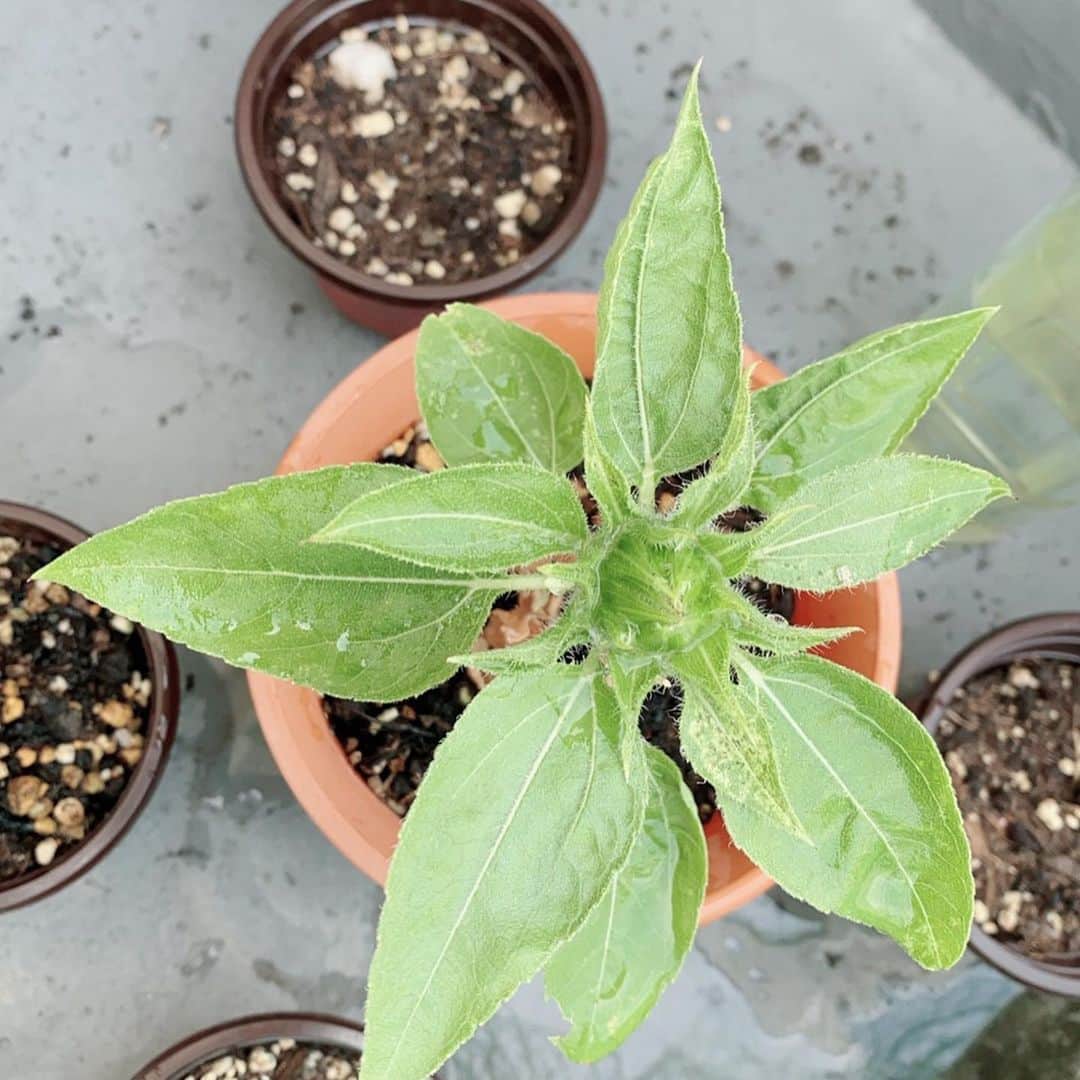 永井花奈のグルメインスタ