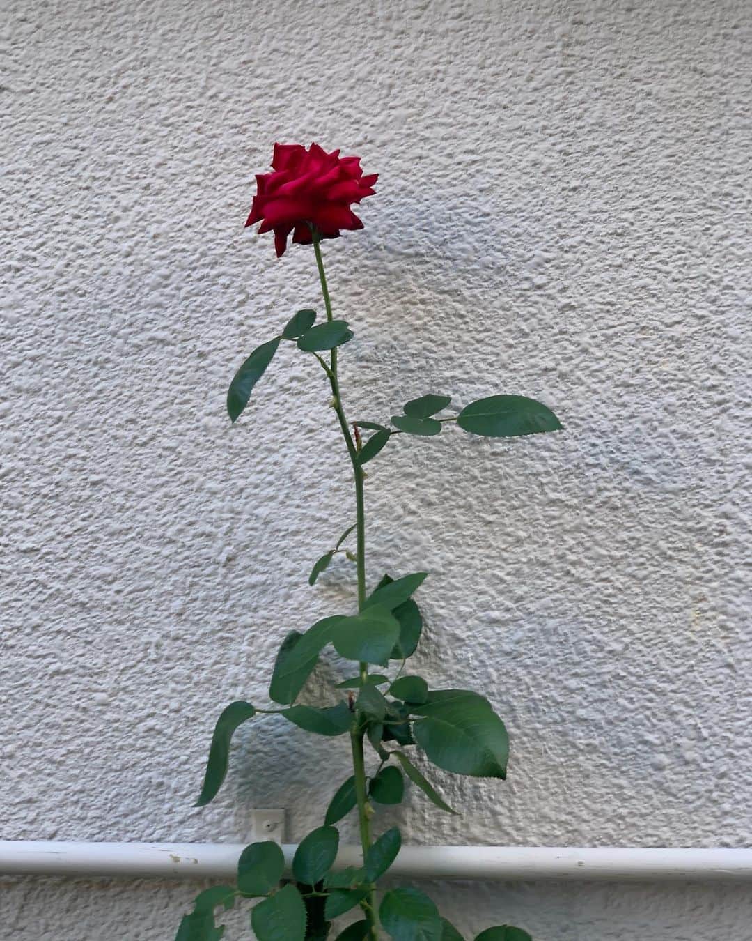 のインスタグラム：「正統派 #花壇ウォッチャー」